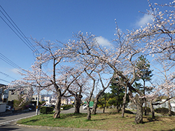 令和6年4月22日東山墓園は桜がこれから見頃です1