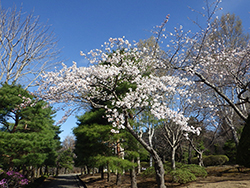 令和6年4月22日東山墓園は桜がこれから見頃です2