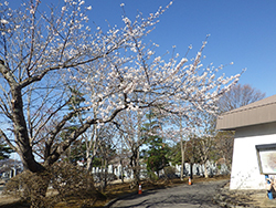 令和6年4月22日東山墓園は桜がこれから見頃です3