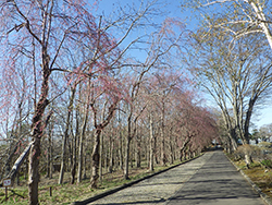 令和6年4月22日東山墓園は桜がこれから見頃です4